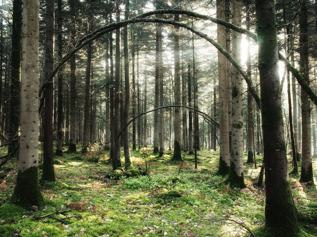 Arboretum de la Petite Charnie