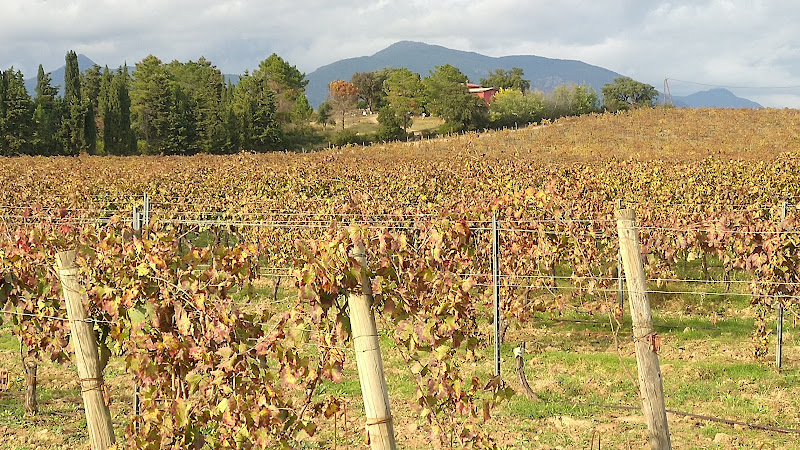 Clos Canereccia