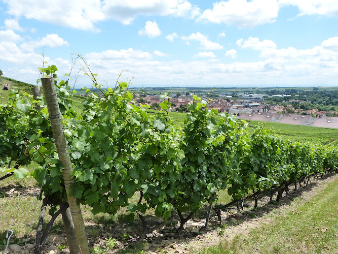 Domaine Fritsch