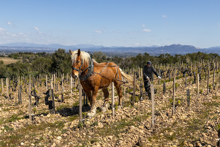 Clos du Calvaire | Famille Roumieux