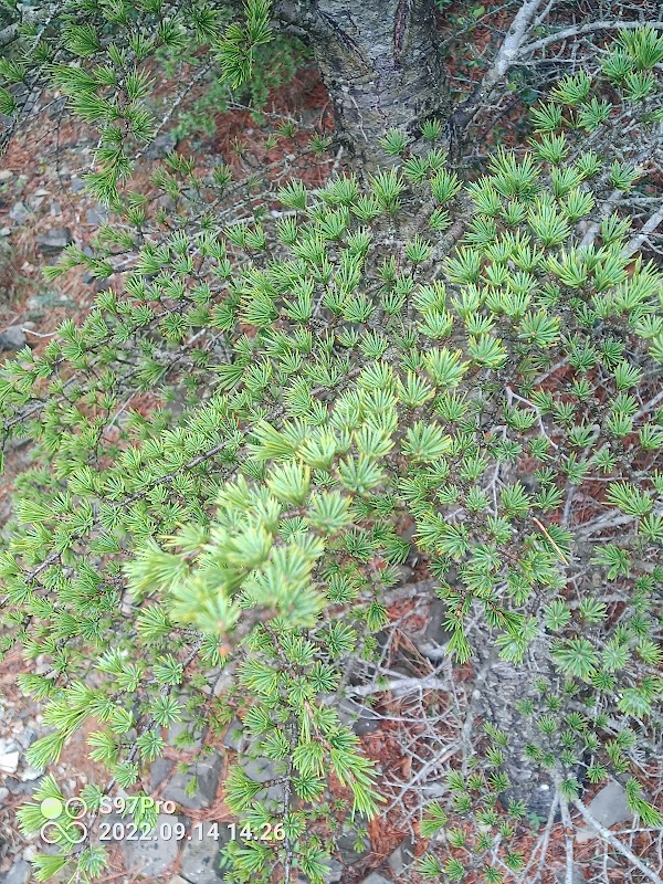 Forêt de Pélissier