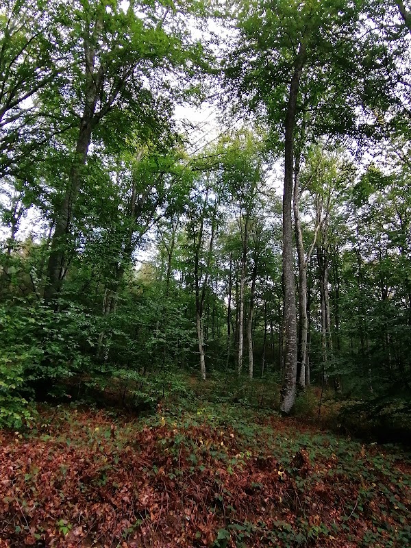 Forêt des Colettes