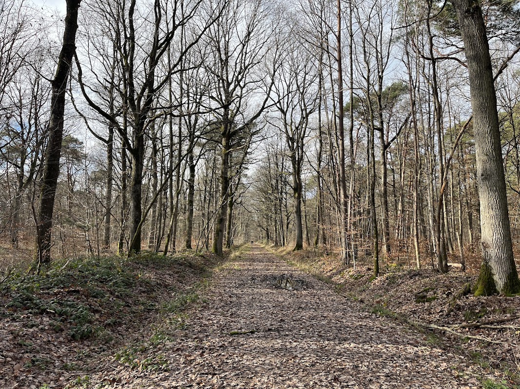 Forêt de Dourdan - Circuit de la Pierre Levée