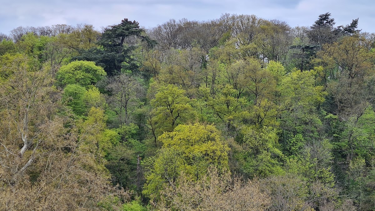 Bois de la Garenne