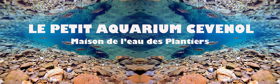 Bois des Plantiers