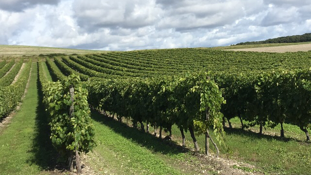 Le Champ Des Vignes - Famille Mossion