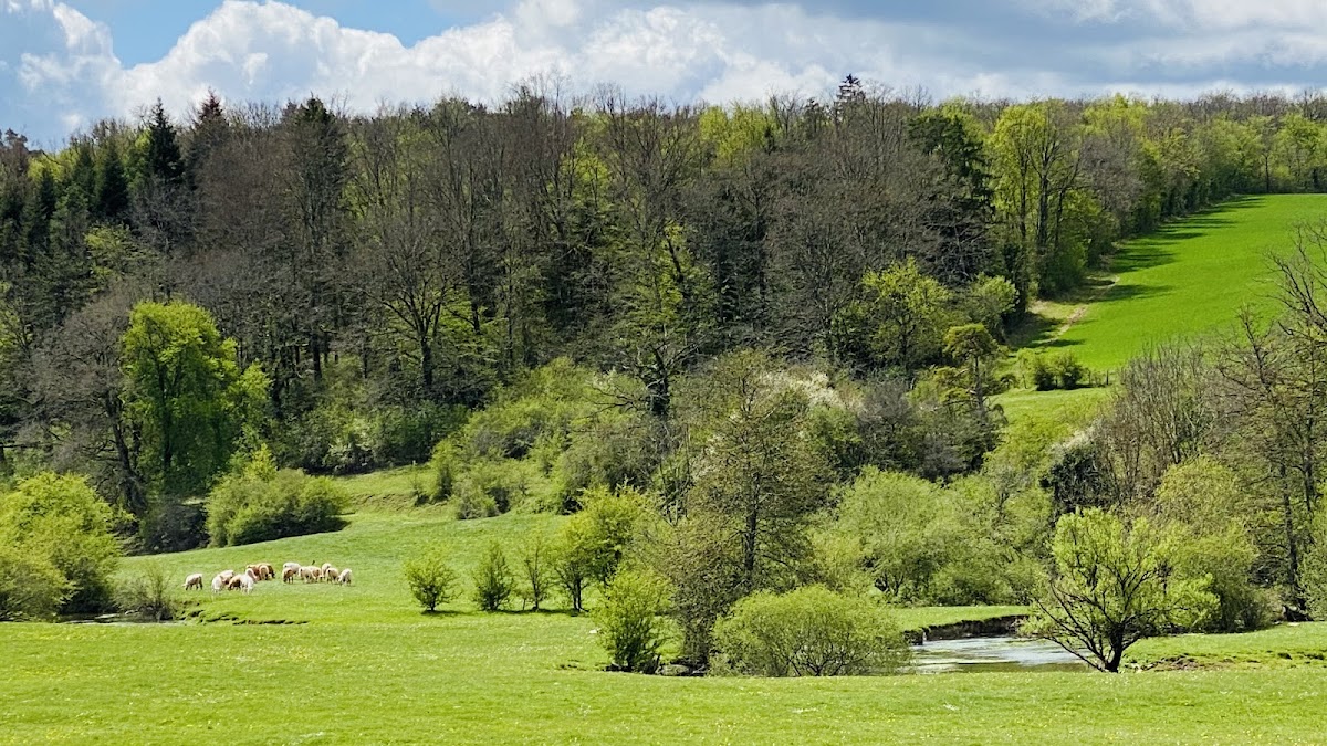 Forêt Domaniale de Langres