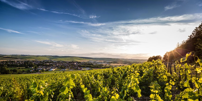 Domaine Clotilde Davenne