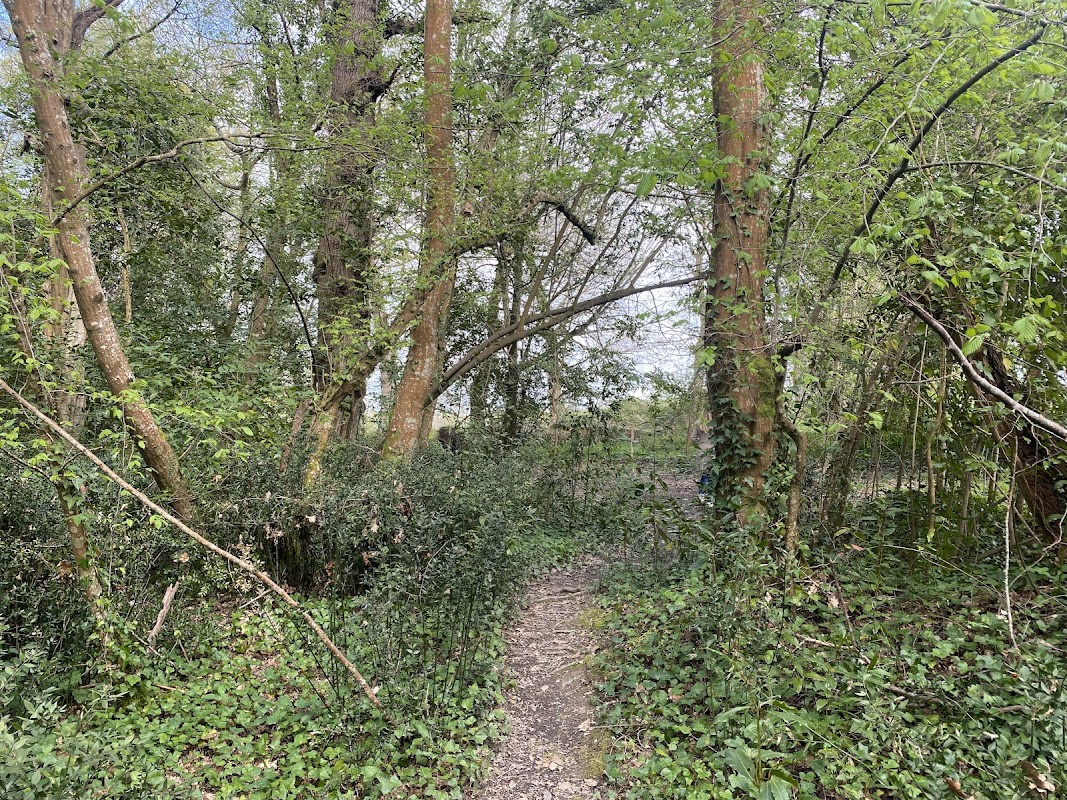 Forêt d'Artigues