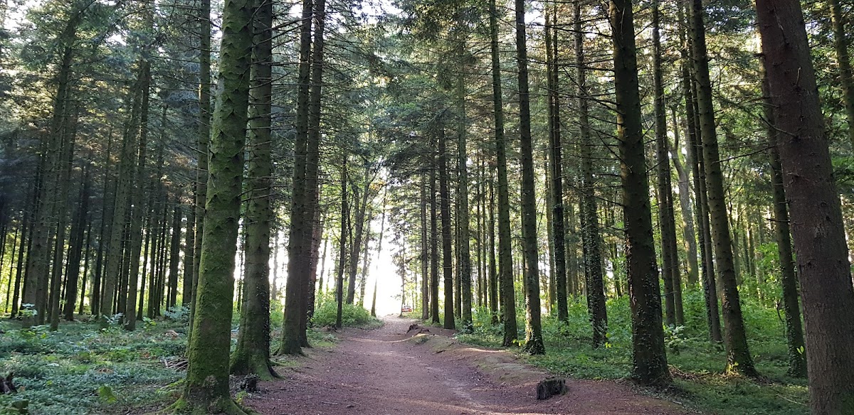 Forêt des Vaseix