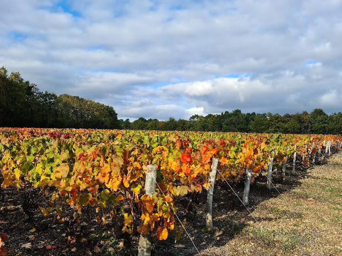 Vignoble des Fougères