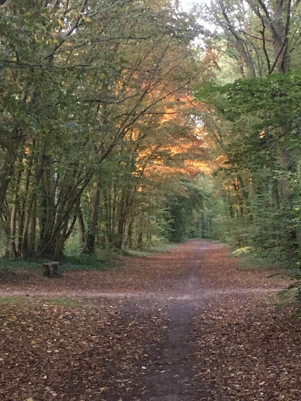 Forêt de Chantilly