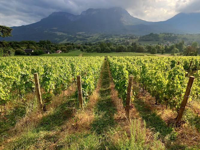 Vins Château de la Violette