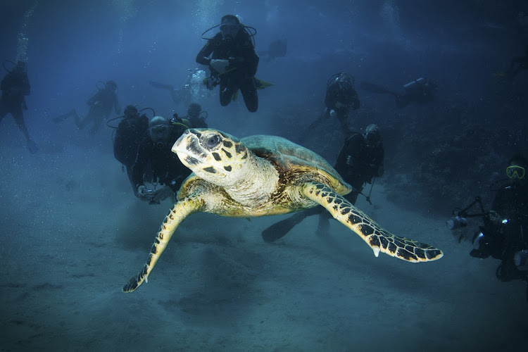 ASCE PLONGEE "La Tortue Marine"