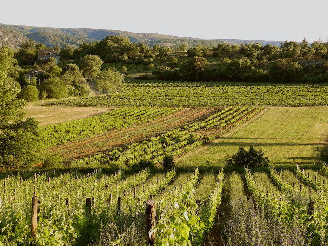 Domaine vigne - Vin Bio en Ardèche - Organic Wine