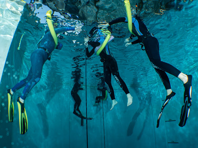 Dauphins Dacquois