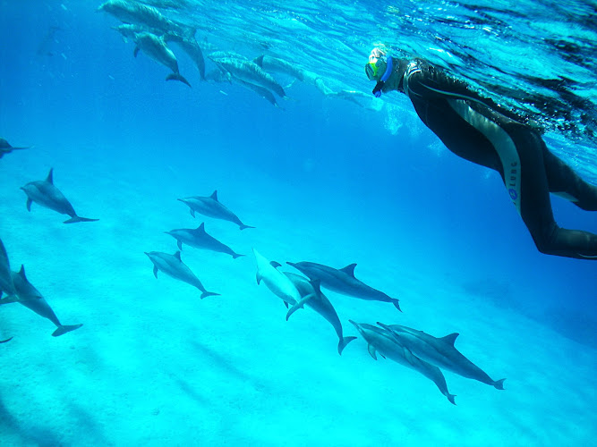 Nautilus Dive Center , Centre de plongée, Ecole de plongée sous marine