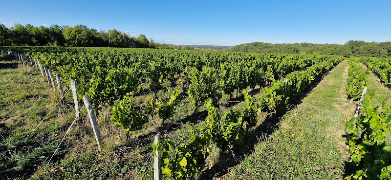Le Domaine des Pierrettes - Lamantin des Vignes