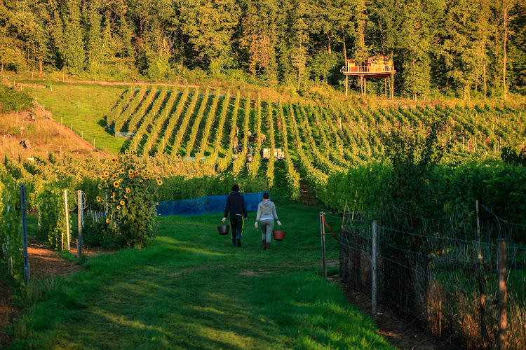 Domaine Les Béliers