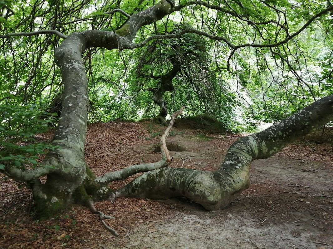 Forêt Domaniale de Verzy