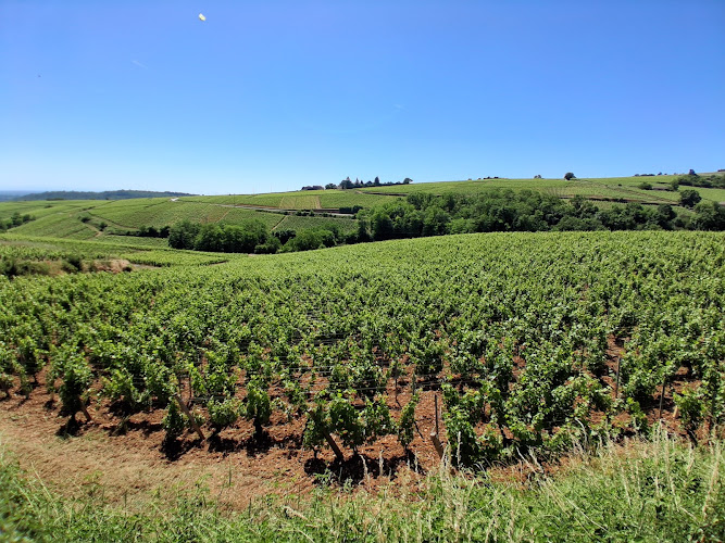 Domaines Auvigue - Pouilly-Fuissé - dégustation, visite, boutique