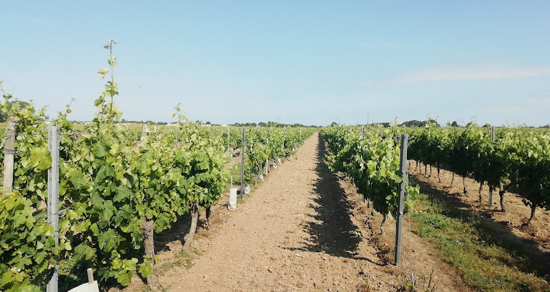 VIGNOBLE VINCENT