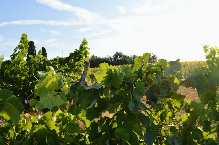 Domaine de la Higuère, Vignobles Esquiro