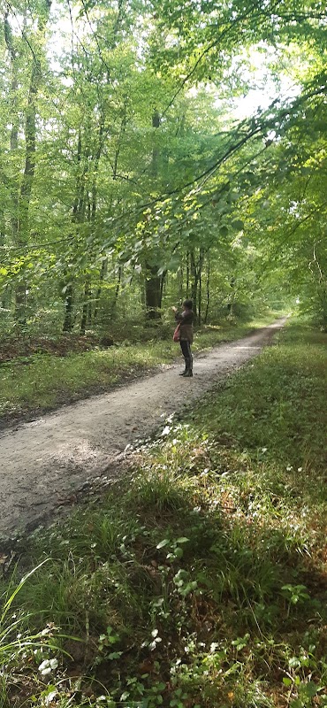 Forêt de Chinon