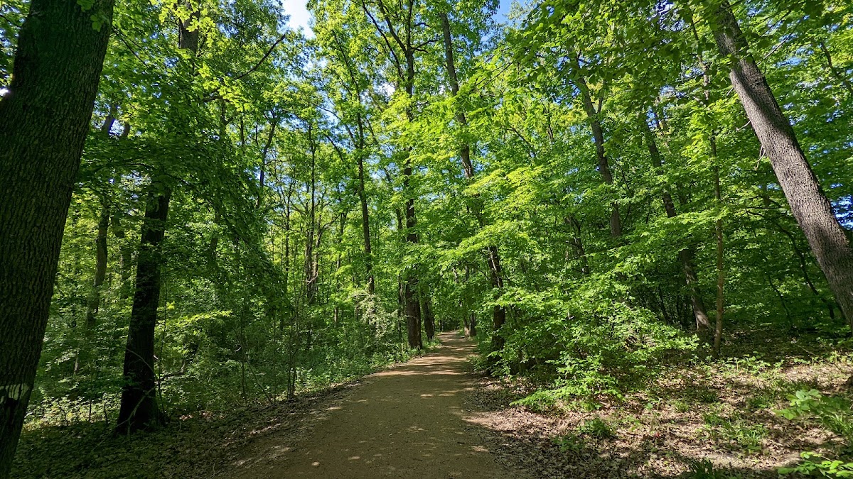 Forêt de Lespinasse