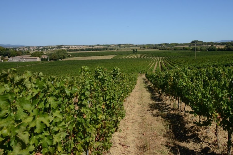 Domaine de La Périnade : Œnotourisme et dégustations de vins d’éxception aux portes de Carcassonne