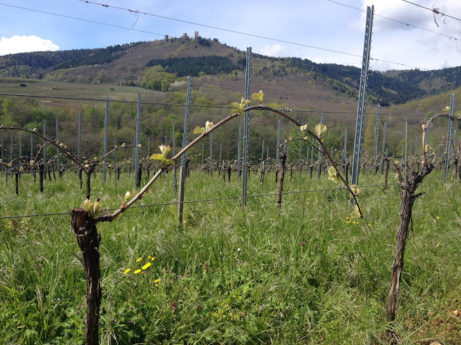 Domaine Emile Beyer - Grands Vins d'Alsace