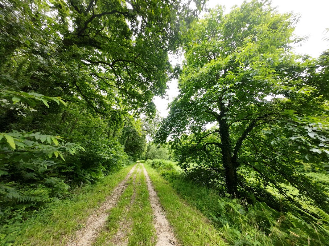 Bois du Névet