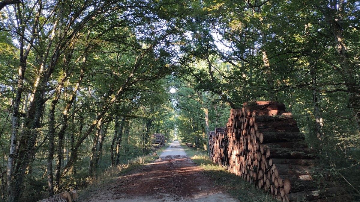 Forêt de Bouconne