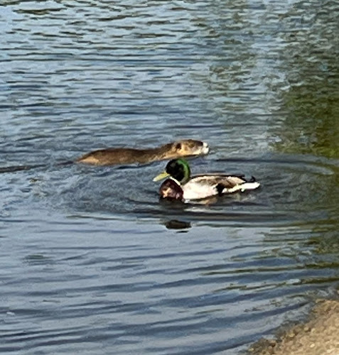 Club Angoumoisin de Motonautisme et Ski Nautique