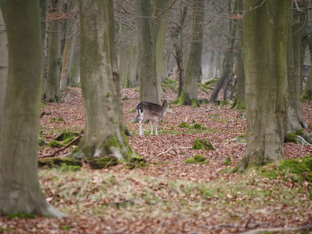 Bois de l'Ermitage