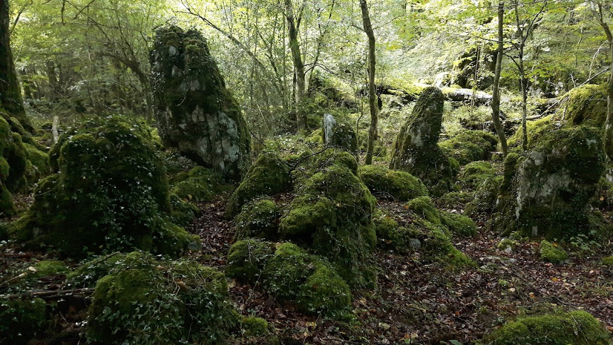 Forêt des Arbailles