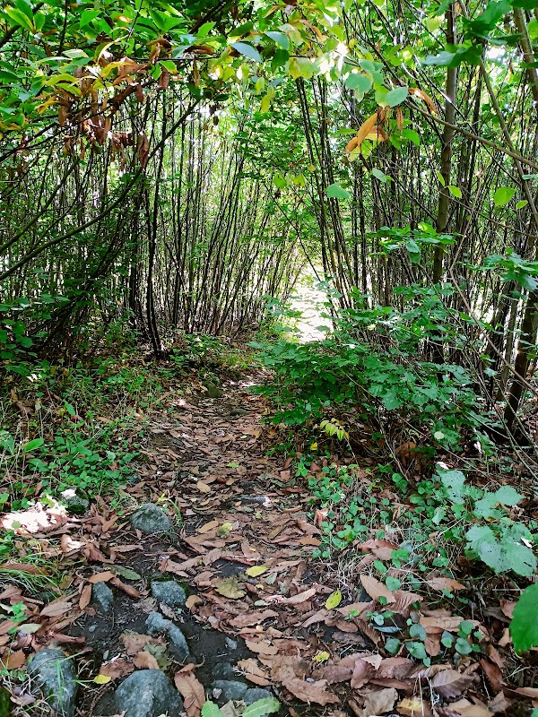Bois de la Folie