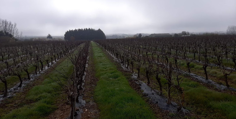 Domaine Du Vieux Pressoir Talmont