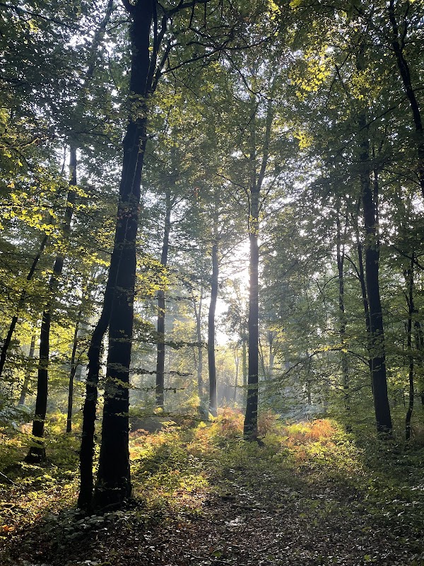 Forêt des Andaines
