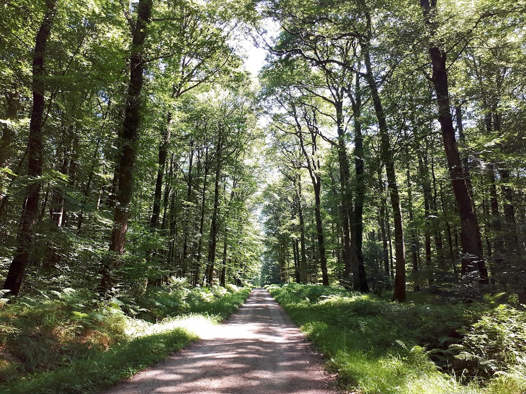 Forêt de Bellême