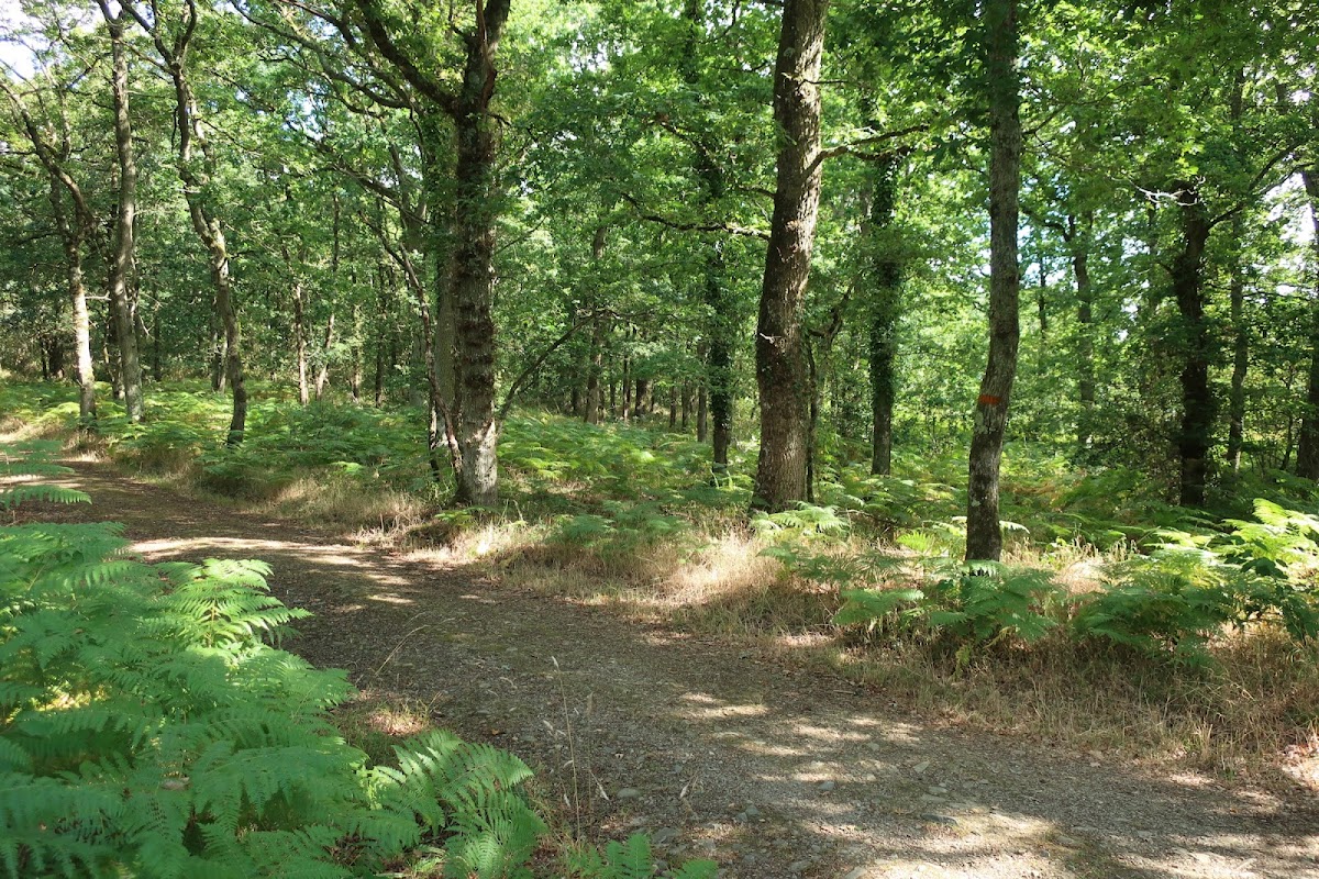 Forêt de Grimbosq