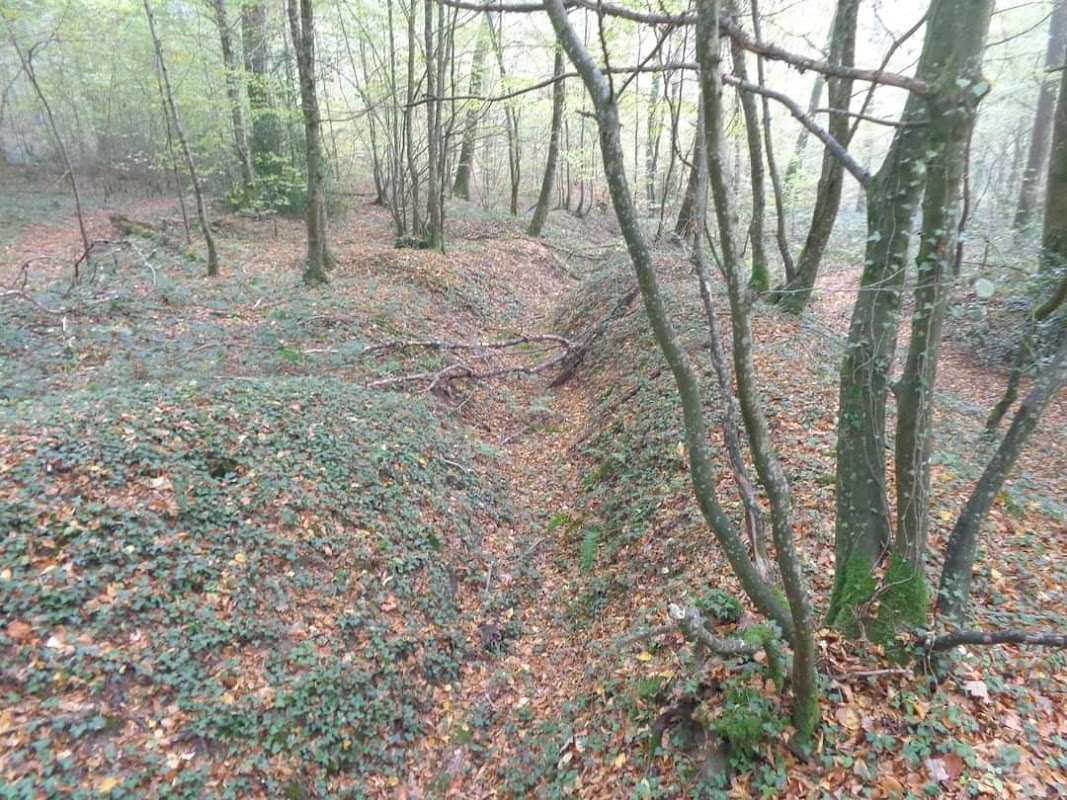 Bois de la Gruerie