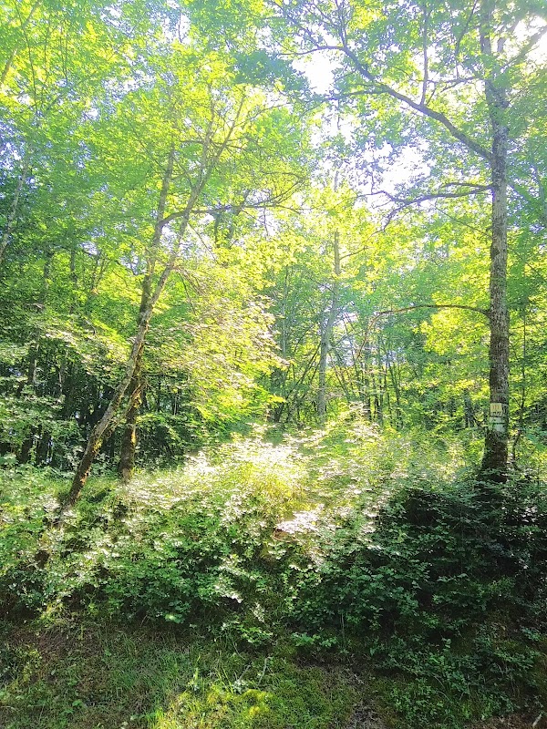 Bois de la Grésigne