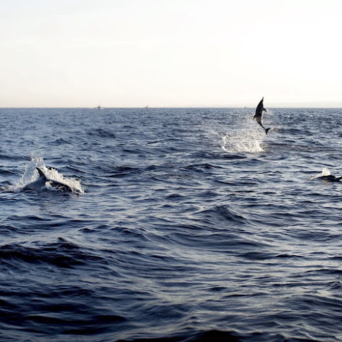 French Touch Diving