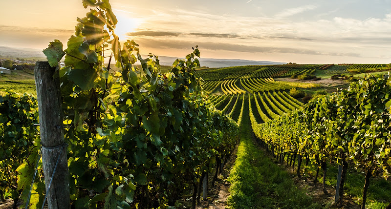 Domaine Les Monts Martin