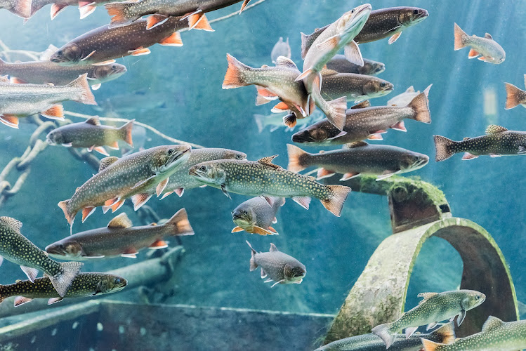 Aquarium de Touraine