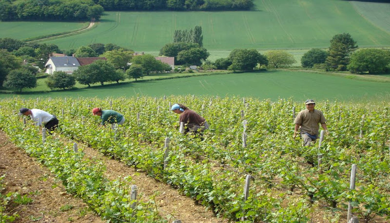 Domaine du Puits de Compostelle