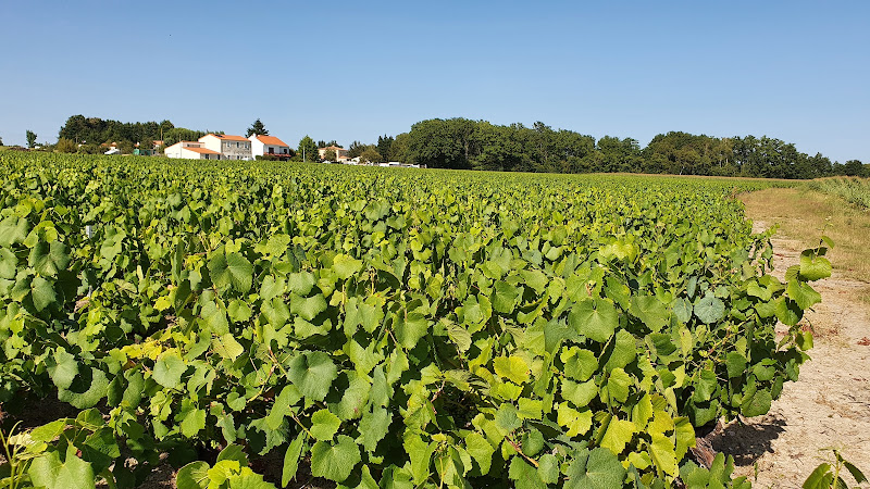 Yannick Leblé- Domaine de la Chevrue