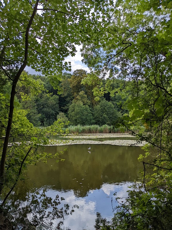 Forêt de la Malmaison