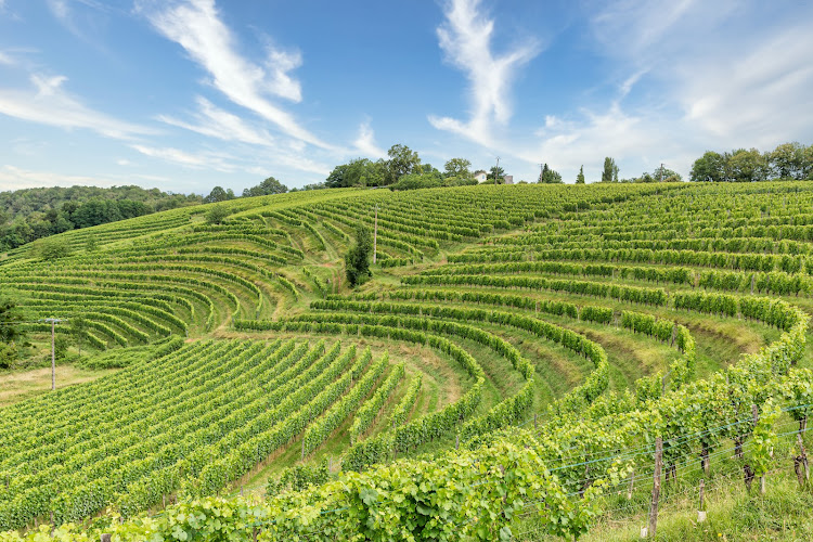 CLOS LAPEYRE Larrieu Jean-Bernard - vins bios de Jurançon